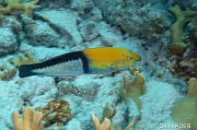 Halichoeres-garnoti labre a tete jaune terminal-Bonaire Sharon serenity-9m-20180218-Denis-ADER-DSC_6647_tn
